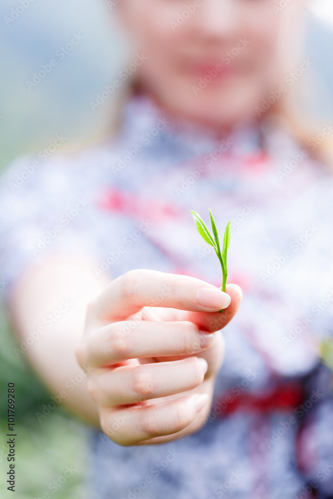 种植园里的亚洲漂亮采茶女孩