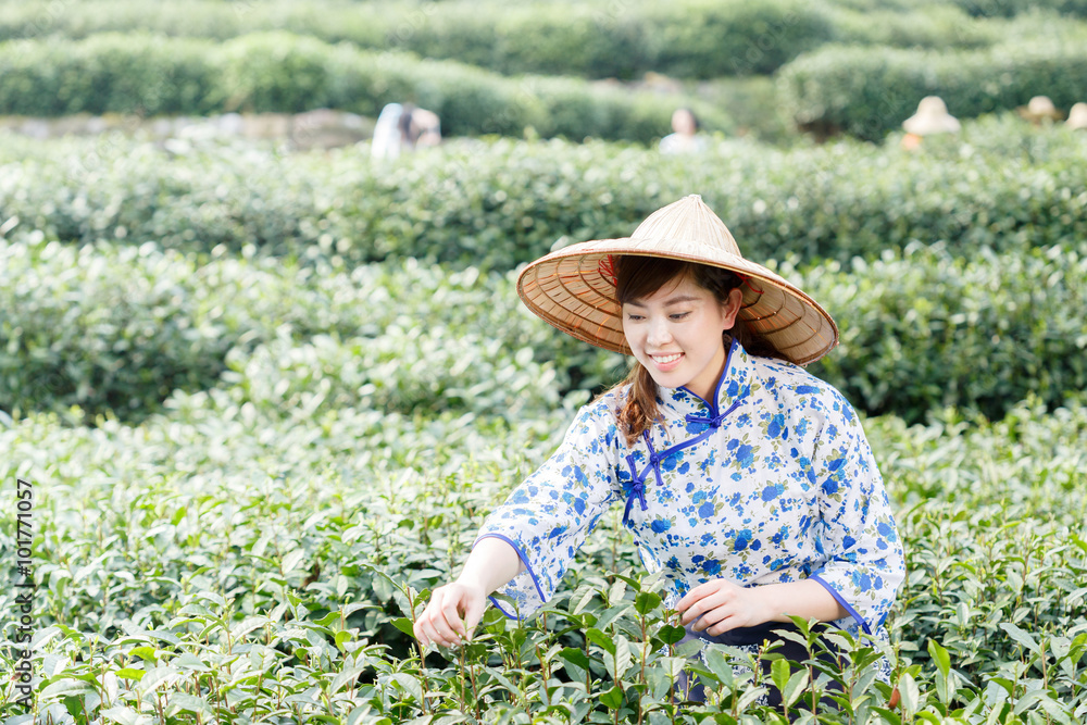 种植园里漂亮的亚洲采茶女孩