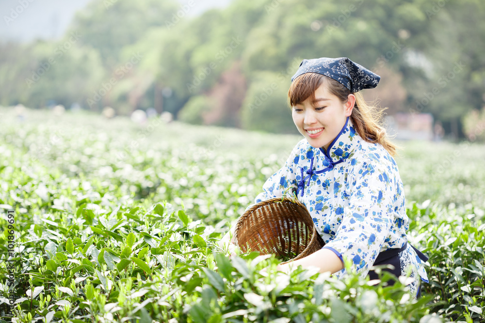 种植园里的亚洲漂亮采茶女孩