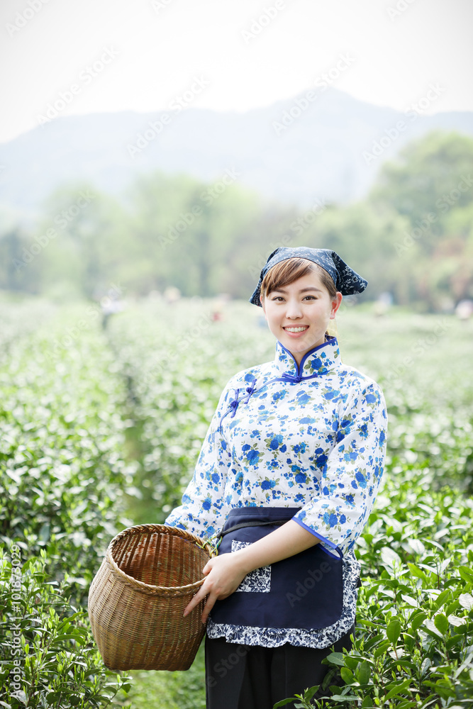 种植园里的亚洲漂亮采茶女孩