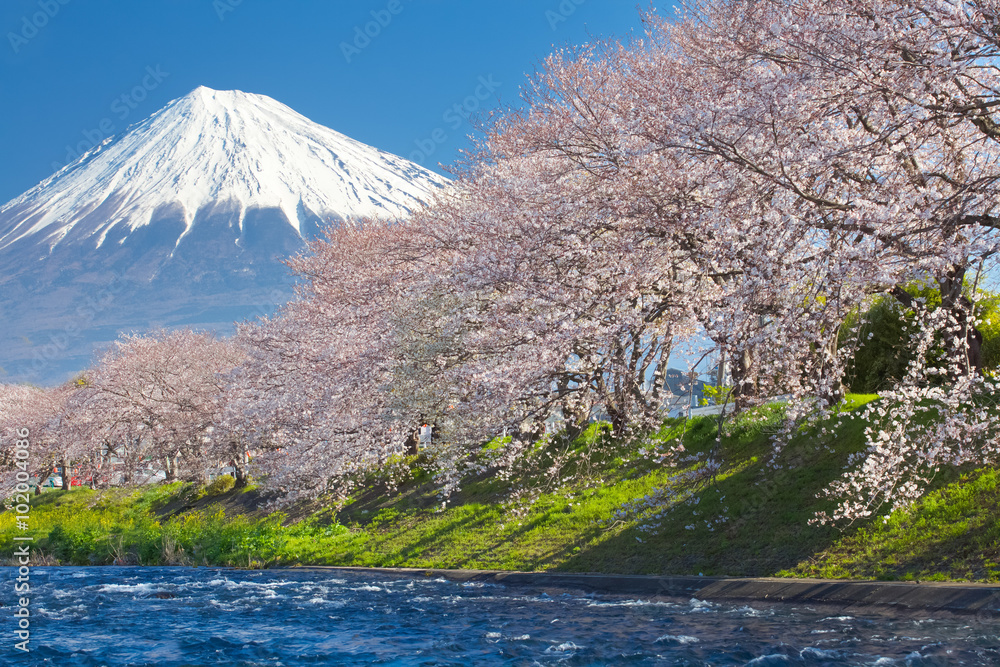 Mountain Fuji and cherry blossom sakura in spring season