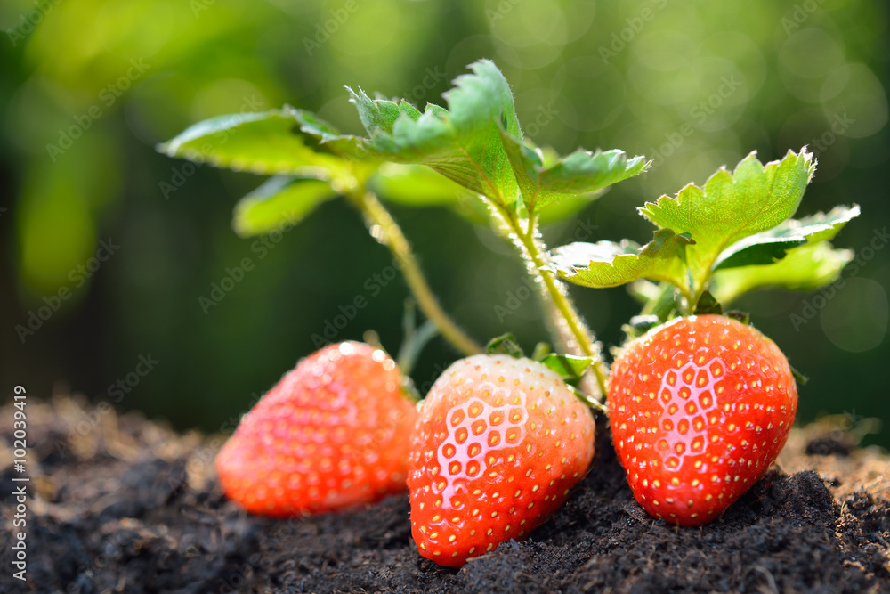 Close-up of the ripe strawberry in the garden