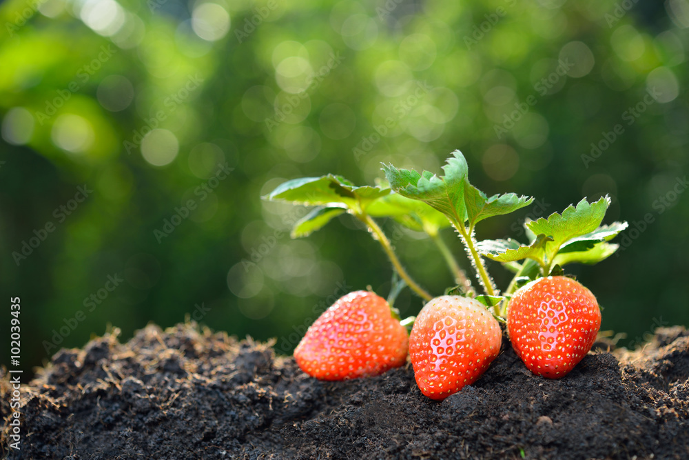 Close-up of the ripe strawberry in the garden