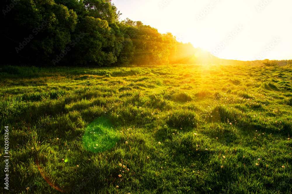 field of spring flowers