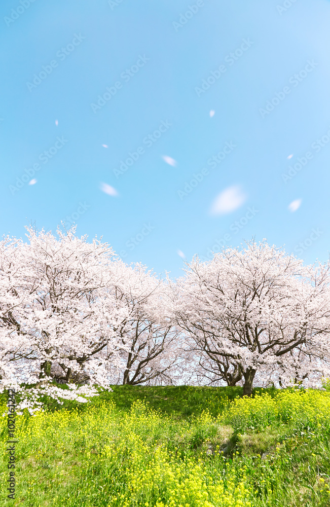 日本の春の風景