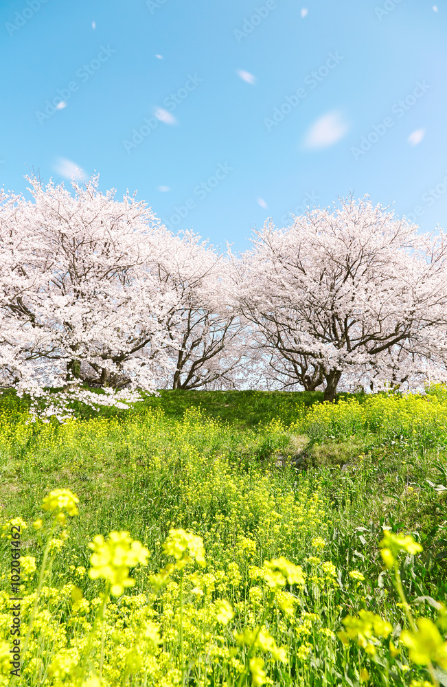 日本の春の風景