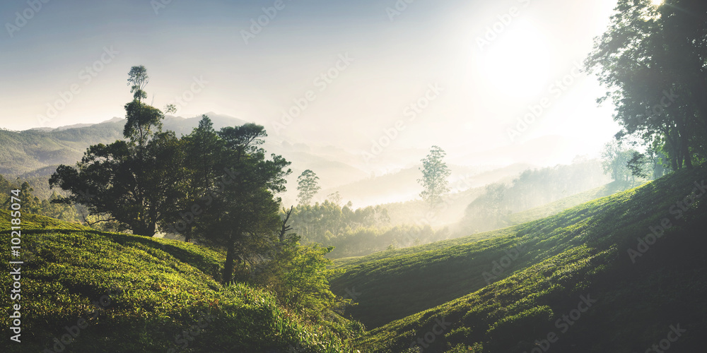 美丽日出茶园概念全景