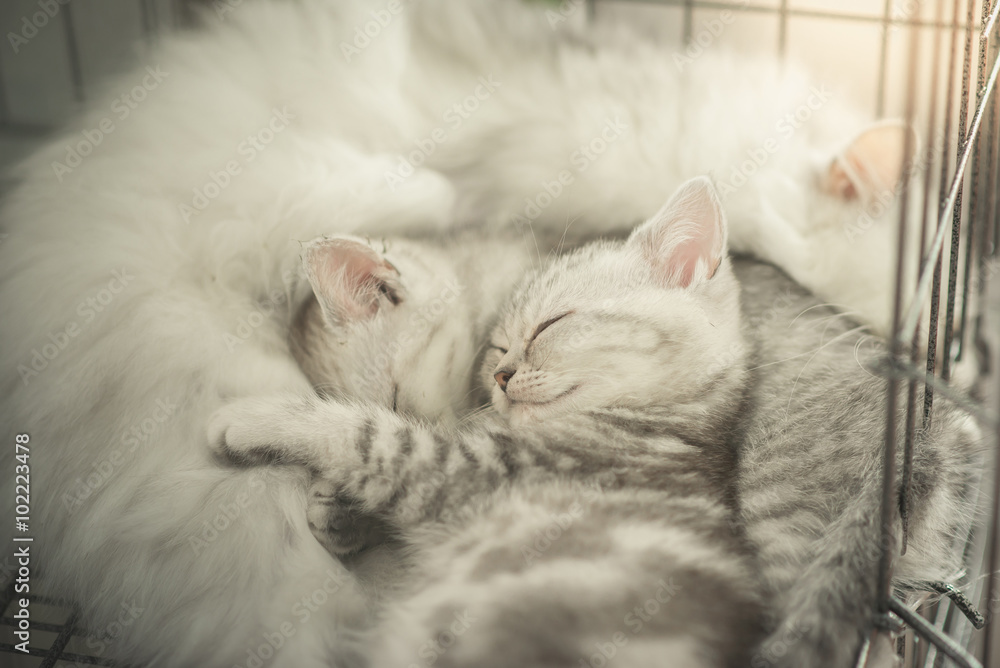 Cute tabby kittens sleeping