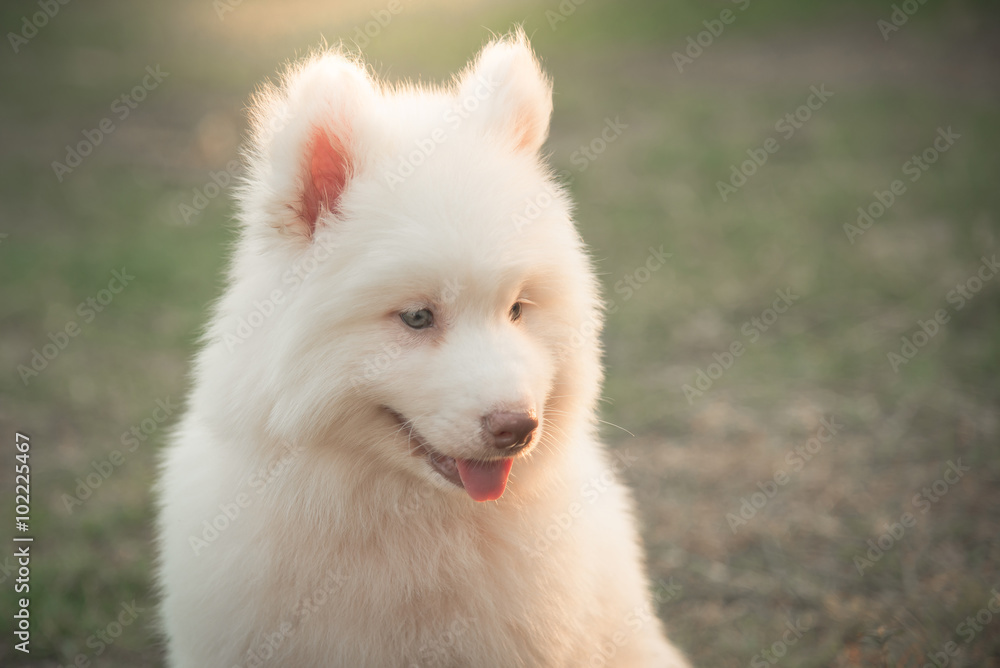 white siberian husky puppy lying on green grass