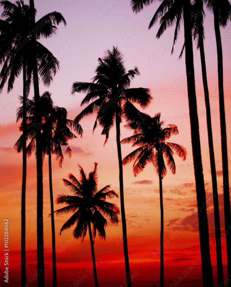 Silhouette Coconut Palm Tree Outdoors Concept