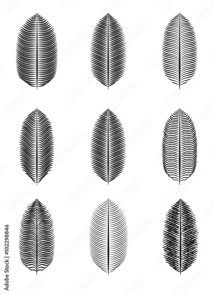 Palm Leaf Isolated Vector Illustration