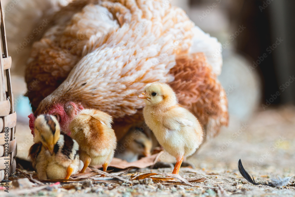 Hen and chicks