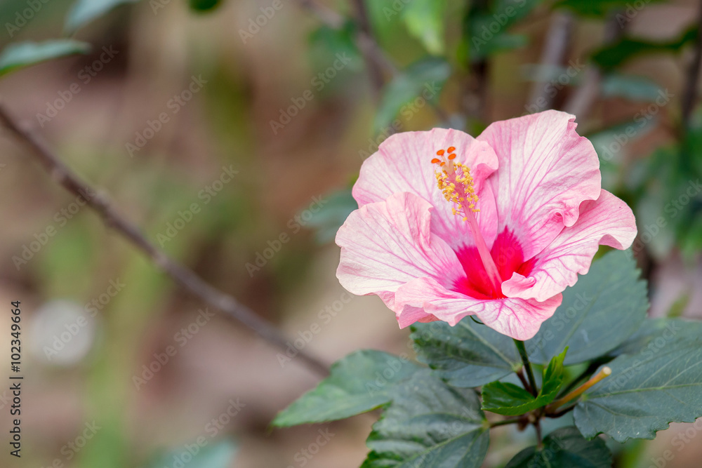 粉色芙蓉花或中国玫瑰