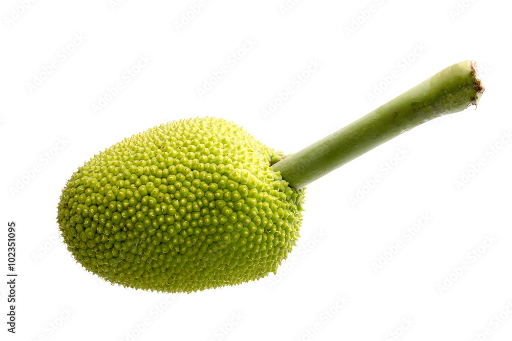 breadfruit on white background