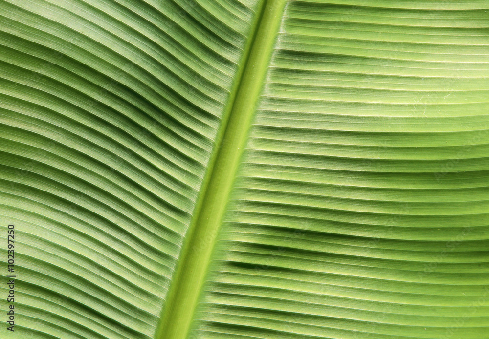 banana leaf texture.