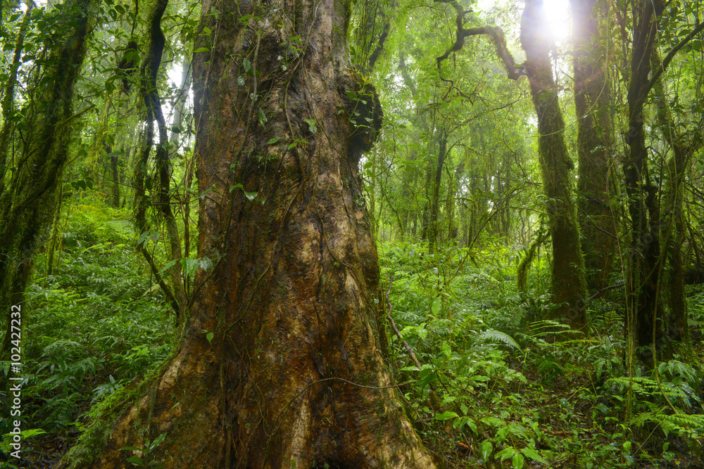 Selva de Tailandia