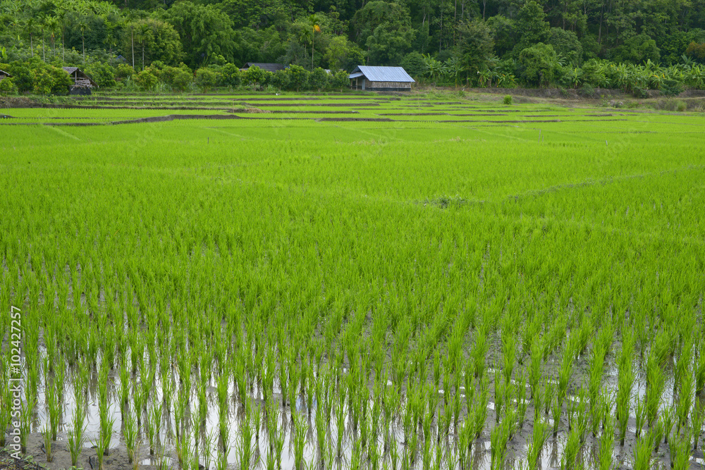 Campo de arroz en Tailandia