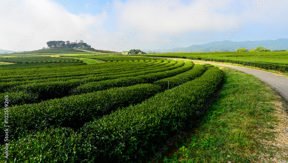 泰国清莱省Singha公园的绿茶种植园。