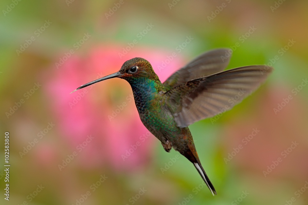 White-tailed Hillstar, Urochroa bougueri, hummingbird in flight before ping flower, Montezuma, Colom