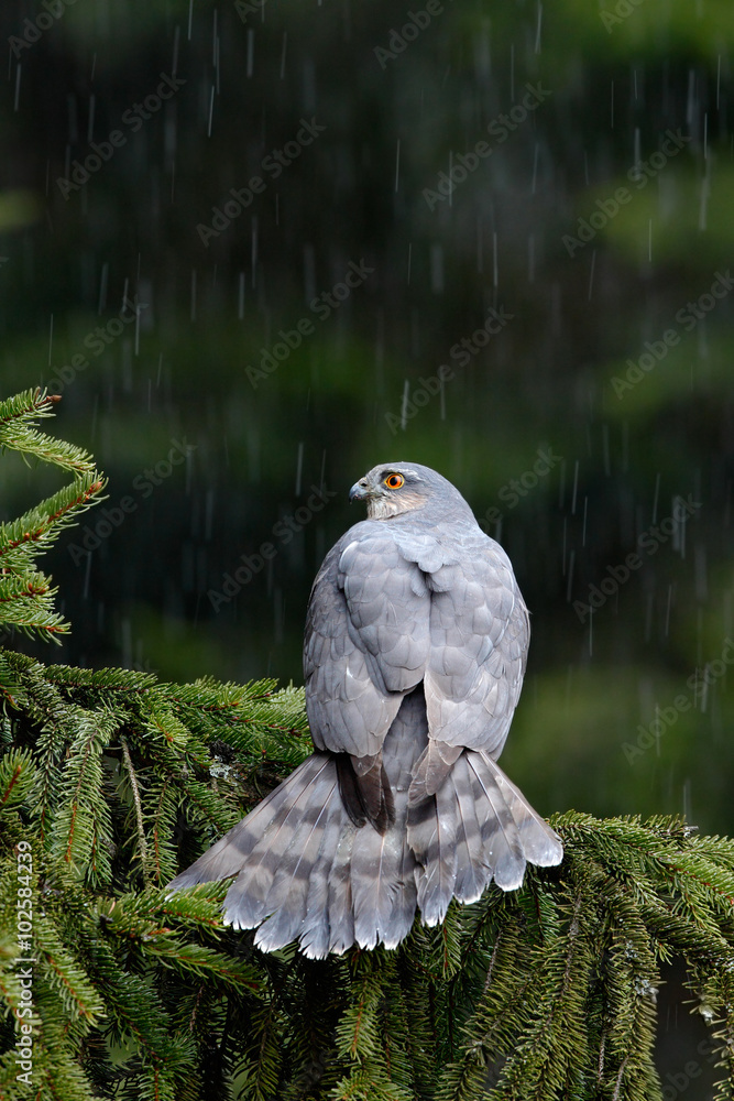 Birds of prey Eurasian sparrowhawk, Accipiter nisus, sitting on spruce tree during heavy rain in the