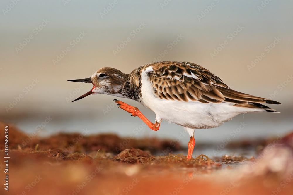 Ruddy Turnstone，Arenaria interpes，水中，带开口比尔，美国佛罗里达州