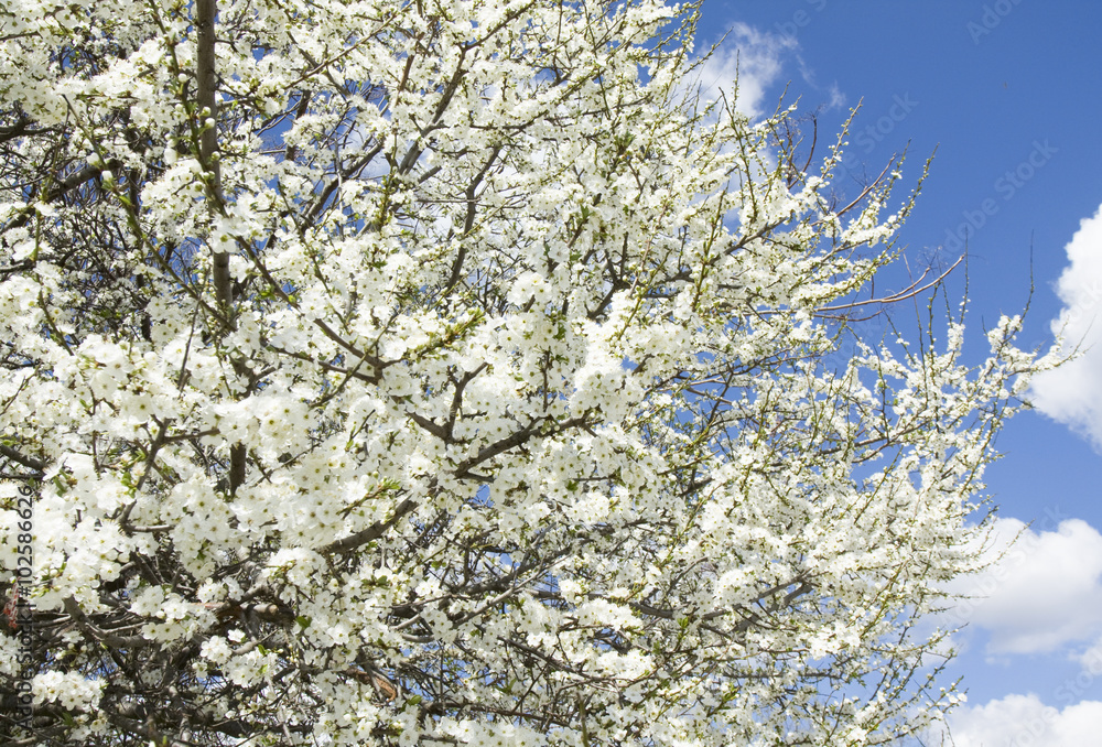 White cherry in blossom