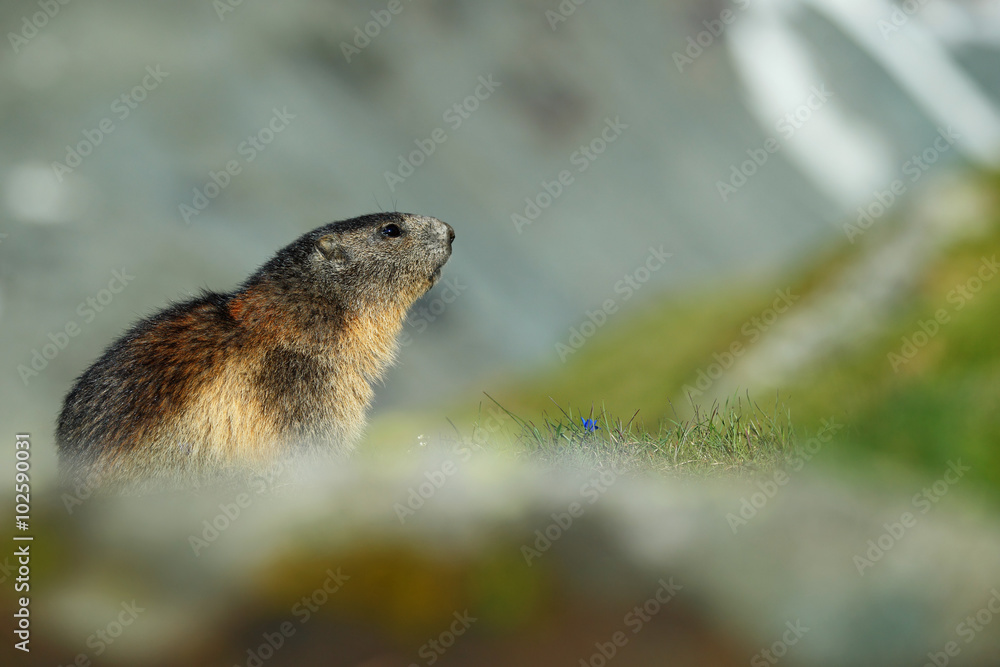 可爱的动物Marmot，Marmota Marmota，坐在草地上，有自然岩山栖息地，阿尔卑斯，Au