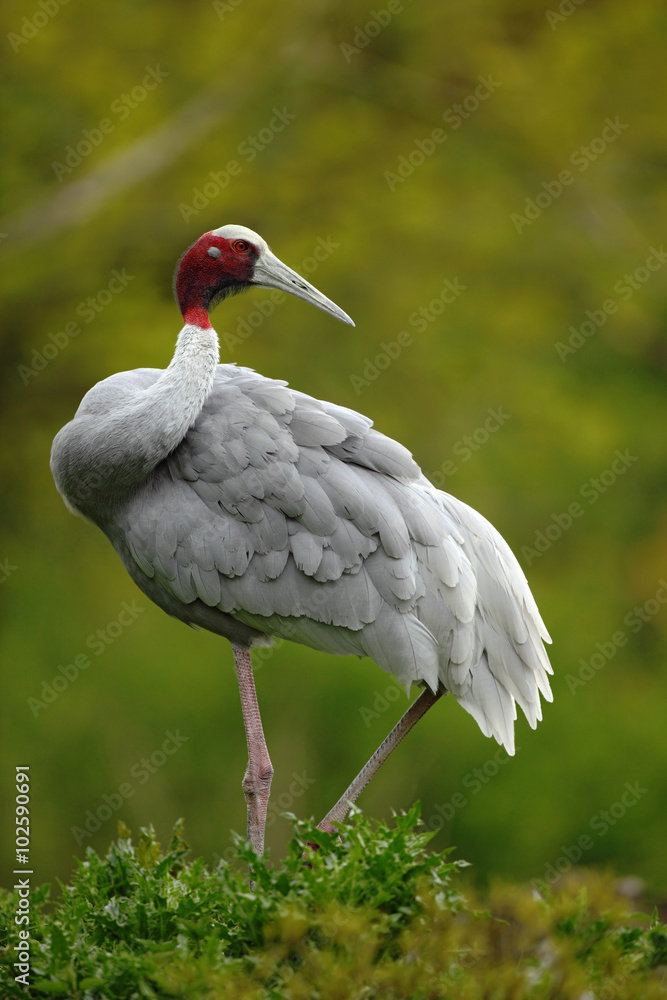 大型珍禽Sarus Crane，Grus antigone，背景是绿色森林，印度，亚洲