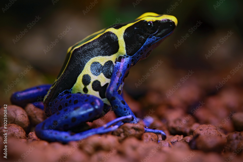 蓝色和黄色亚马逊染色毒蛙，Dendrobates tinctorius，在自然栖息地