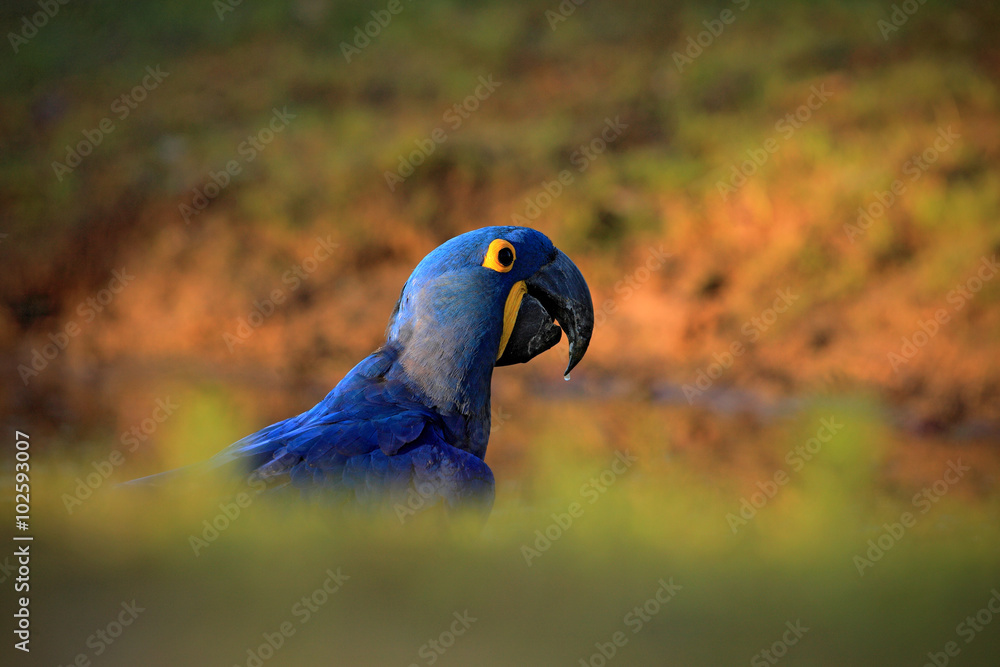 肖像大蓝色鹦鹉风信子Macaw，Anodohynchus hyacinthinus，嘴上有一滴水，