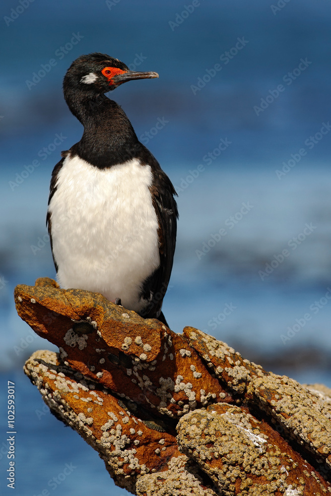 岩石沙格，麦哲伦斑尾鹬，黑色和白色的、有红色喙的cormorant栖息在石头上，