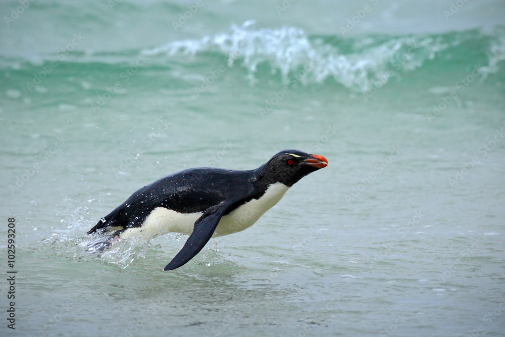 Rockhopper penguin，Eudyptes chrysomone，水中摇摆，在波浪上飞行，黑白s