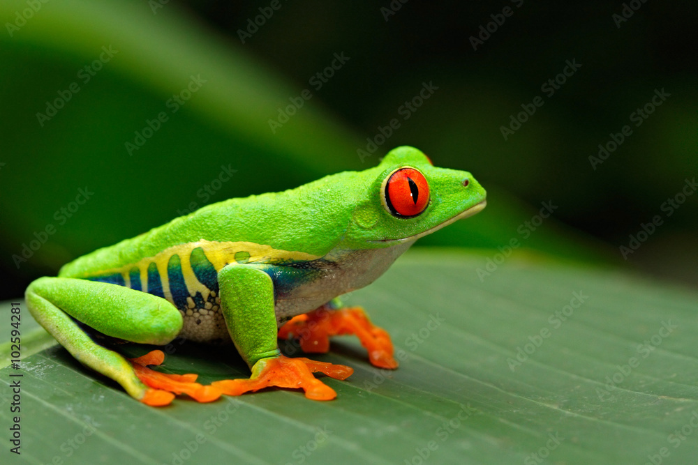 红眼树蛙，Agalychnis callidryas，哥斯达黎加