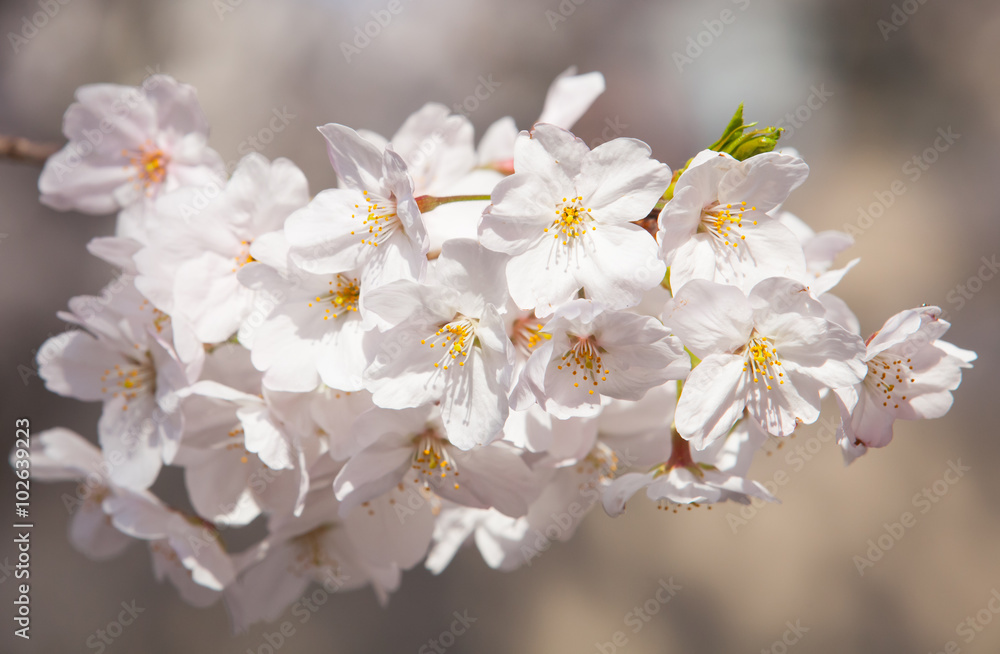 春天的白樱花或日本樱花