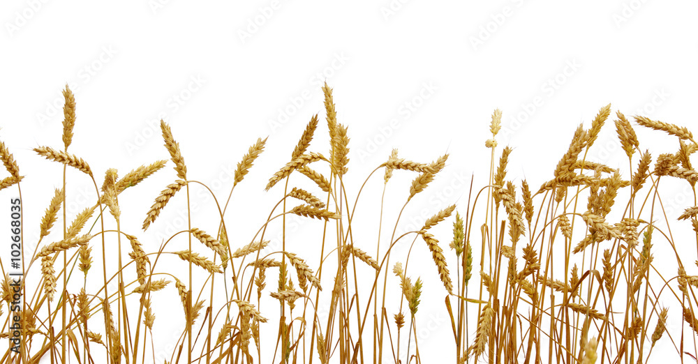 wheat isolated on a white