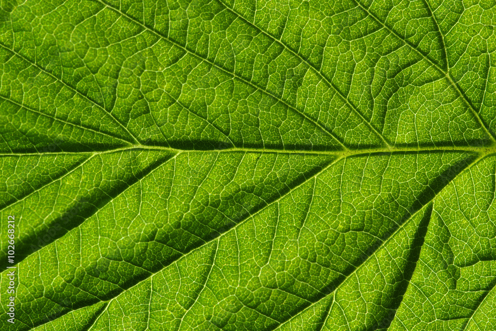  green leaf texture