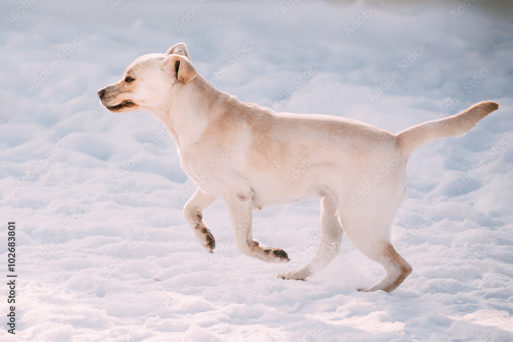 有趣的拉布拉多犬在外面玩耍，在雪地上奔跑，冬天的海洋