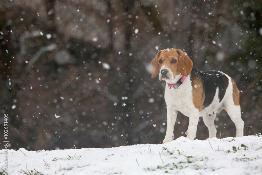 公园里的小猎犬和雪地