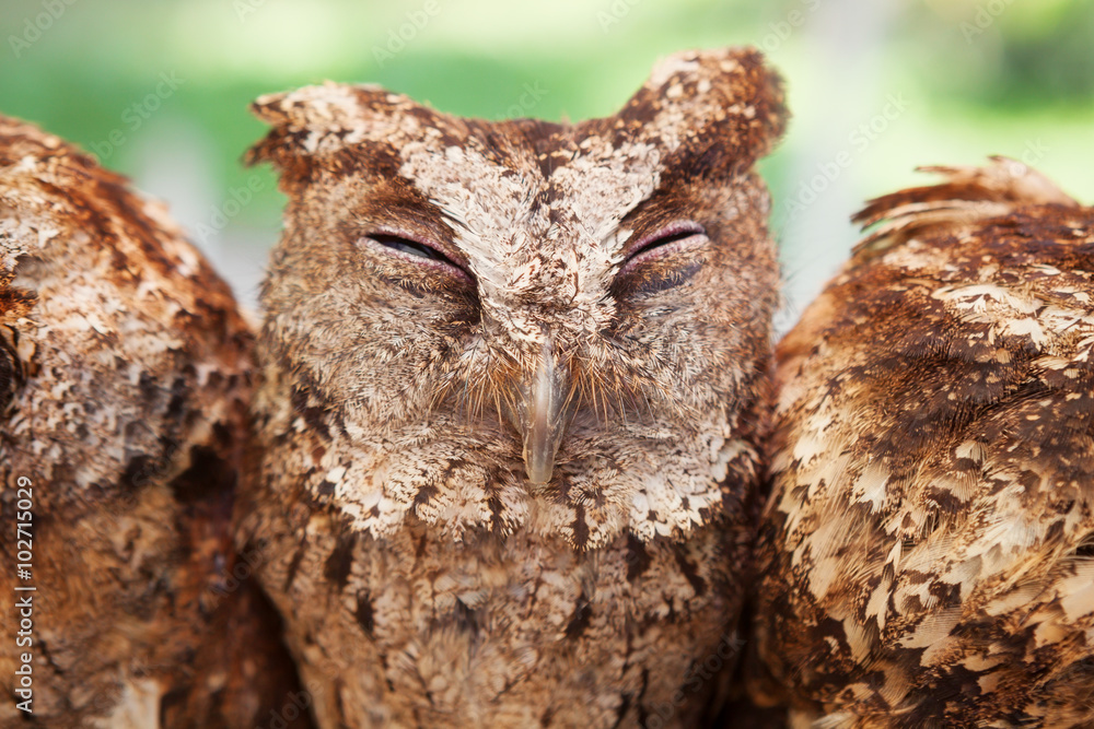 Funny portrait of sleepy baby owl with closed eyes sitting on perch side by side among group of anot