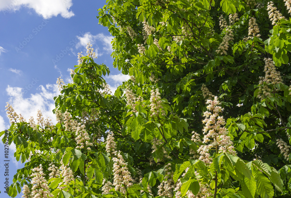 Kastanienblüte