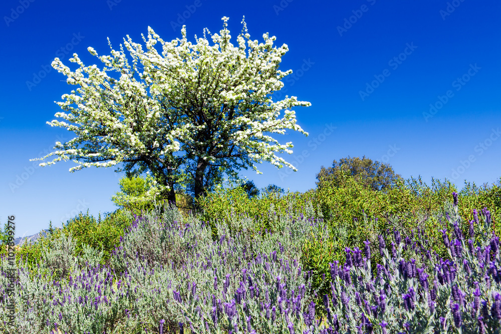 Sardischer Frühling