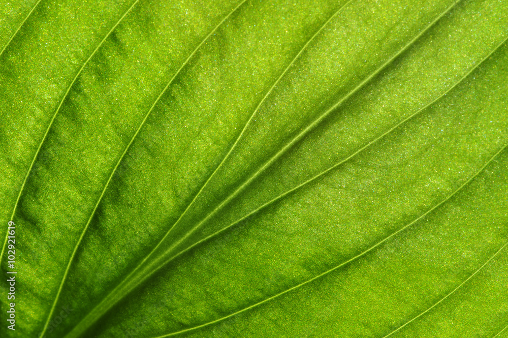  green leaf texture