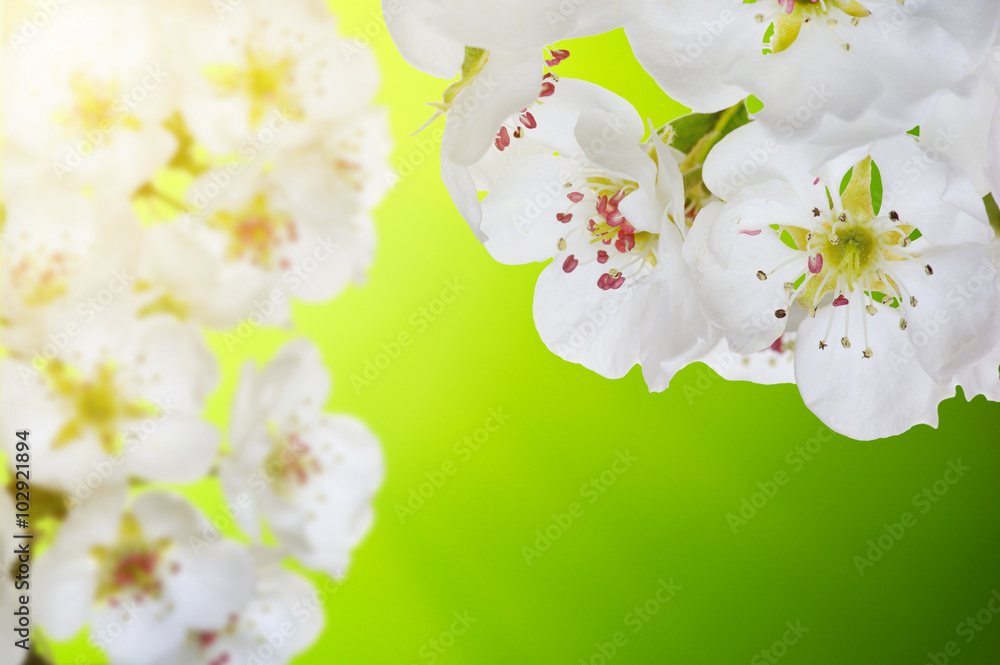 Spring blossom with soft blur background