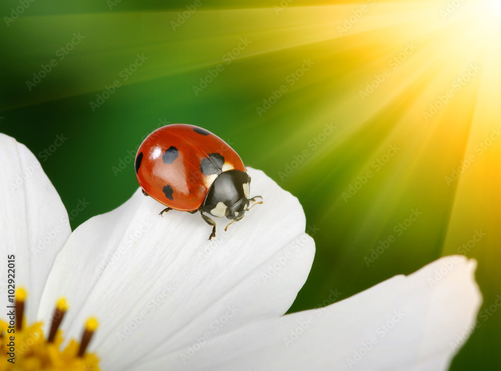 Ladybug and flower