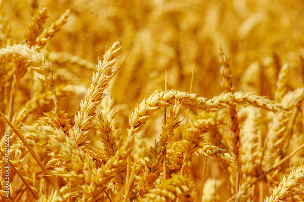 Field of wheat