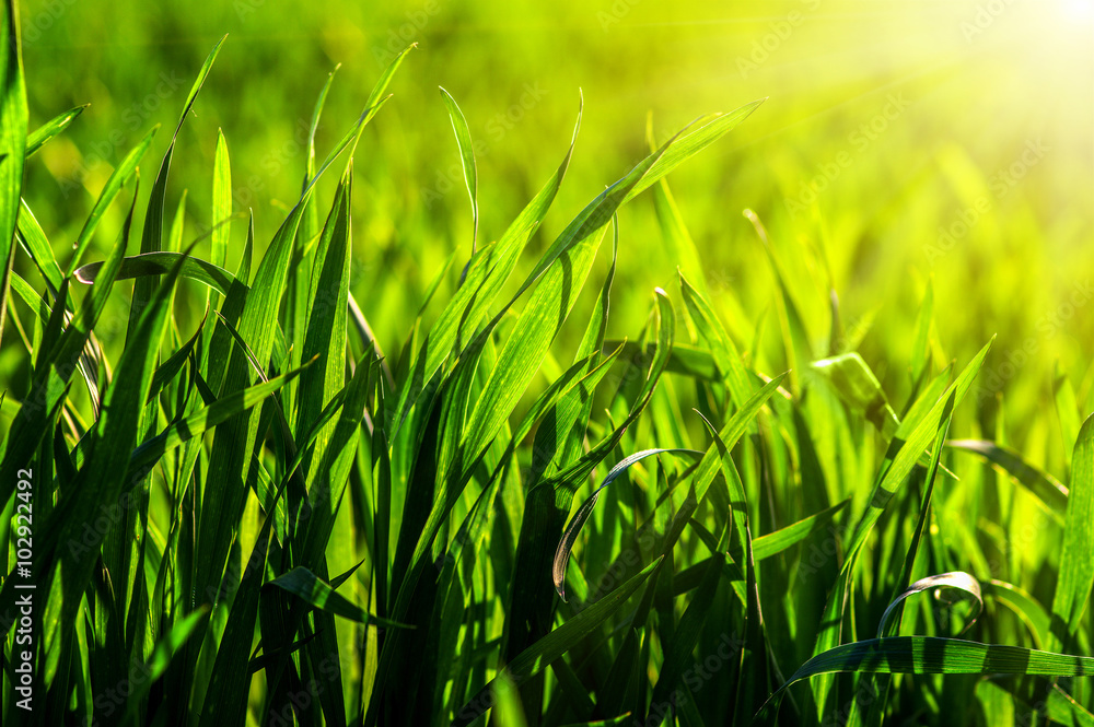  grass and sun light