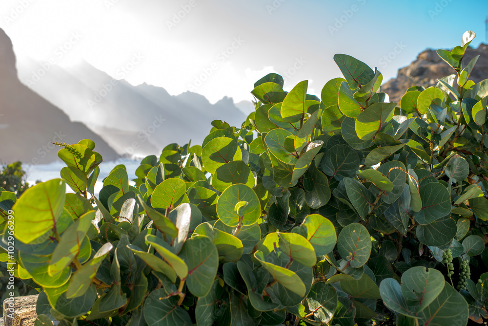 Green bush with mountains