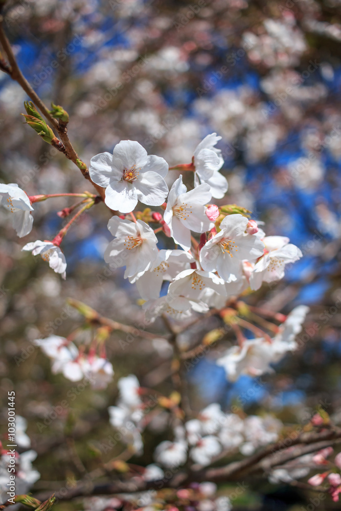 桜の花