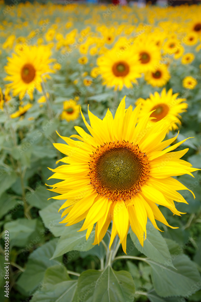 ヒマワリの花