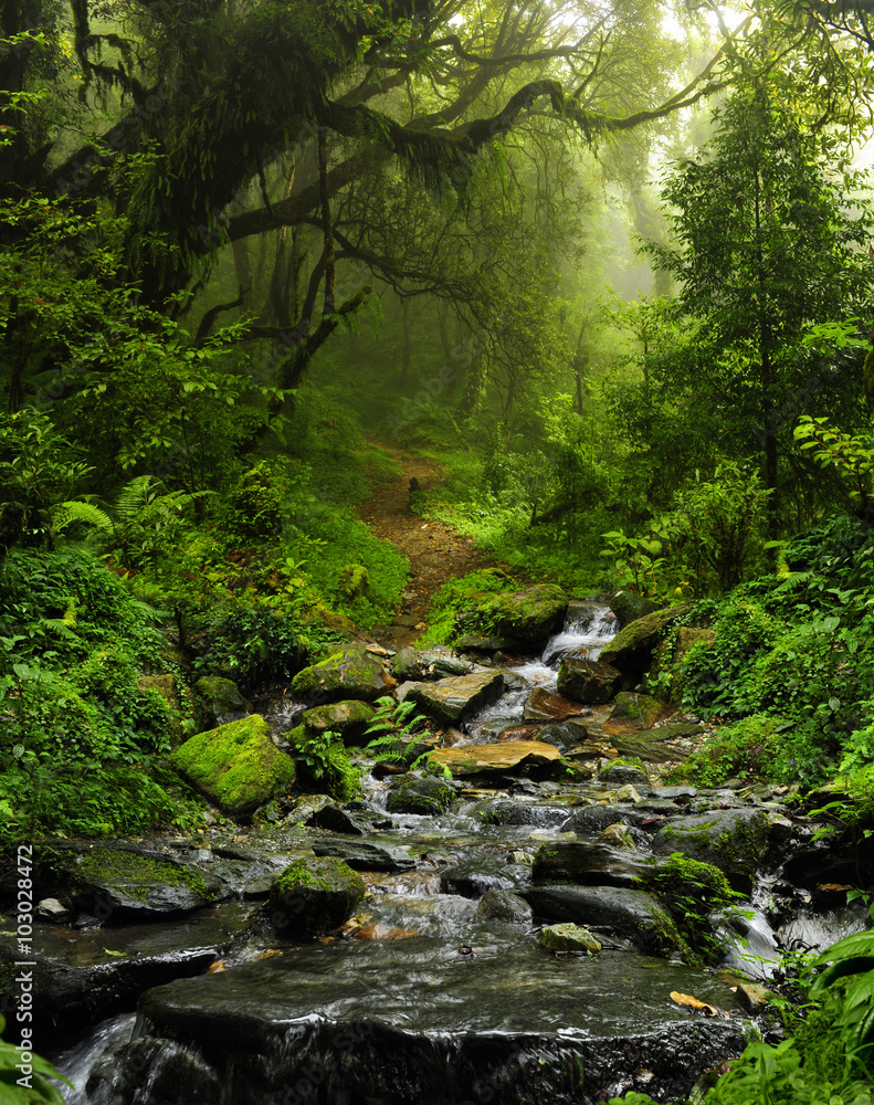 Selva subtropical de Nepal